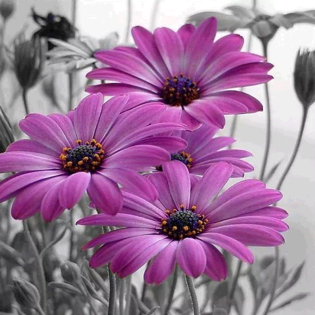 

35*35CM - Daisy Flower - Round Drill Diamond Painting, 501 Original