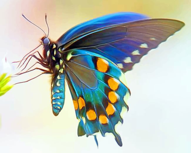 

Blue Green Butterfly Wing – Paint By Numbers - 40*50CM, 501 Original