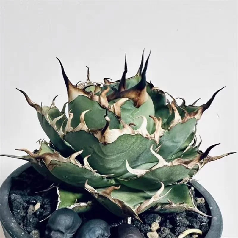 fk5.Agave Titanota Hades /Agave plants / Succulent plants / Garden landscape / Carefully select healthy plants
