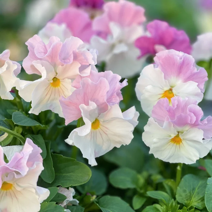 Lively Seed Pansy