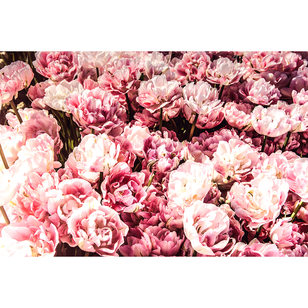 

Tulips - 1000 Pieces Jigsaw Puzzle, 501 Original