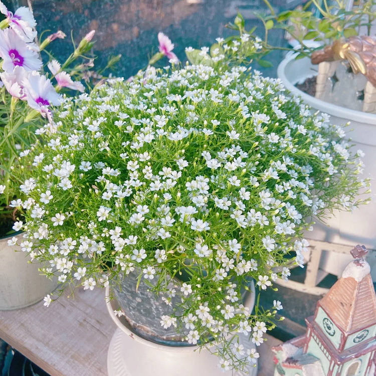 🌟Gypsophila—Sky Full Of Stars