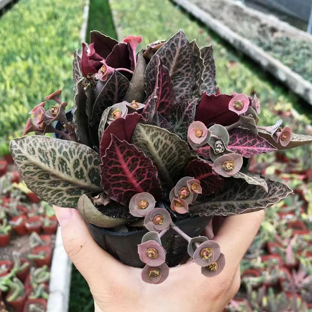825.  Euphorbia francoisit  6-8cm  / Caudex  / Succulent plants / Garden landscape / Carefully select healthy plants