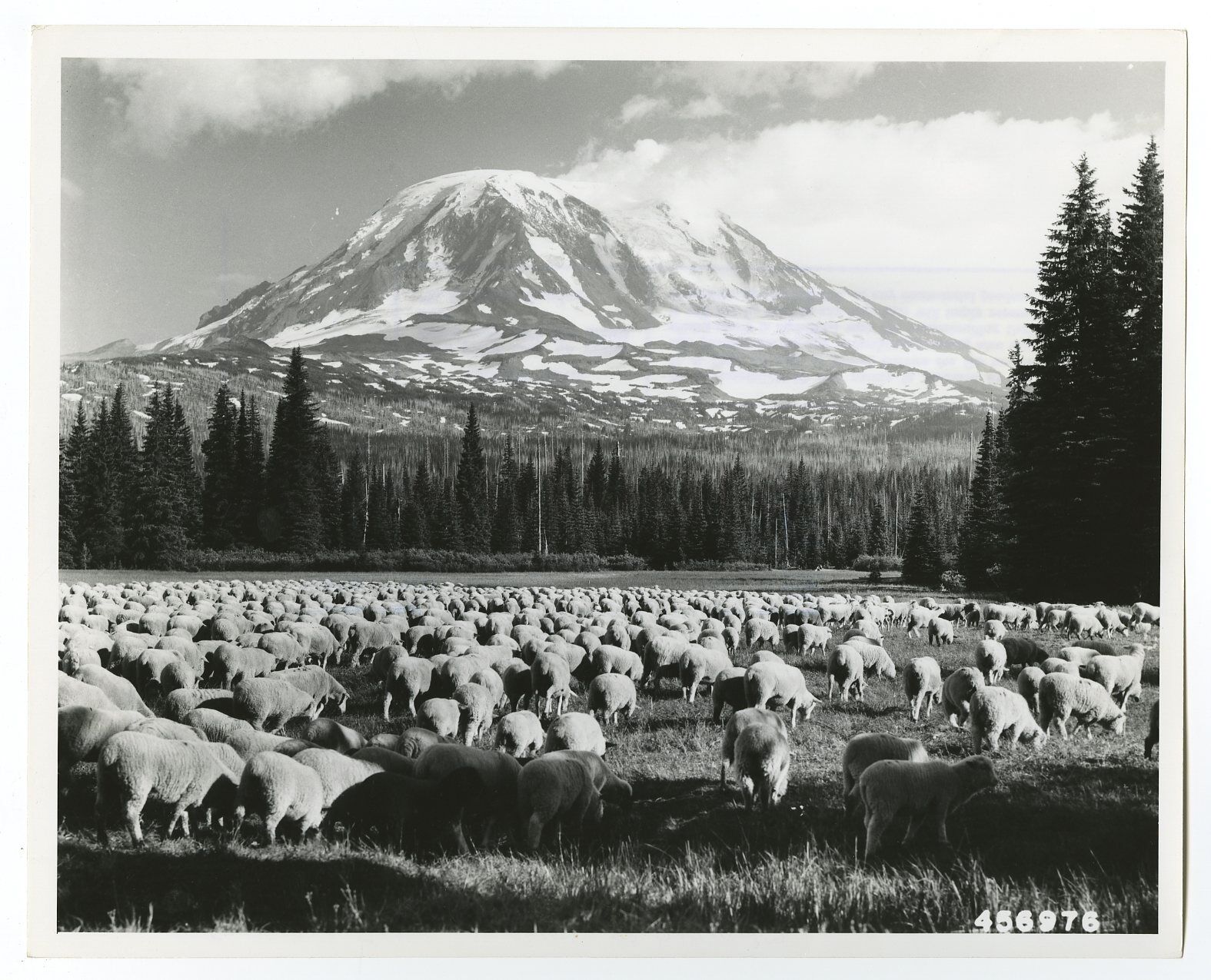 Washington State History - Sheep Grazing - Vintage 8x10 Photo Poster painting by Prater