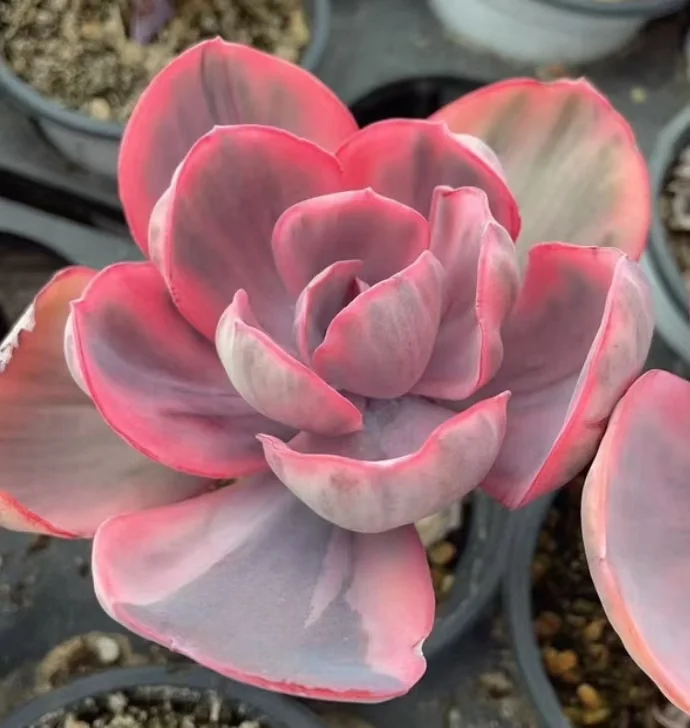 plant Aeonium Echeveria Haworthia  Caudex  Lithops Cactus  Agave 