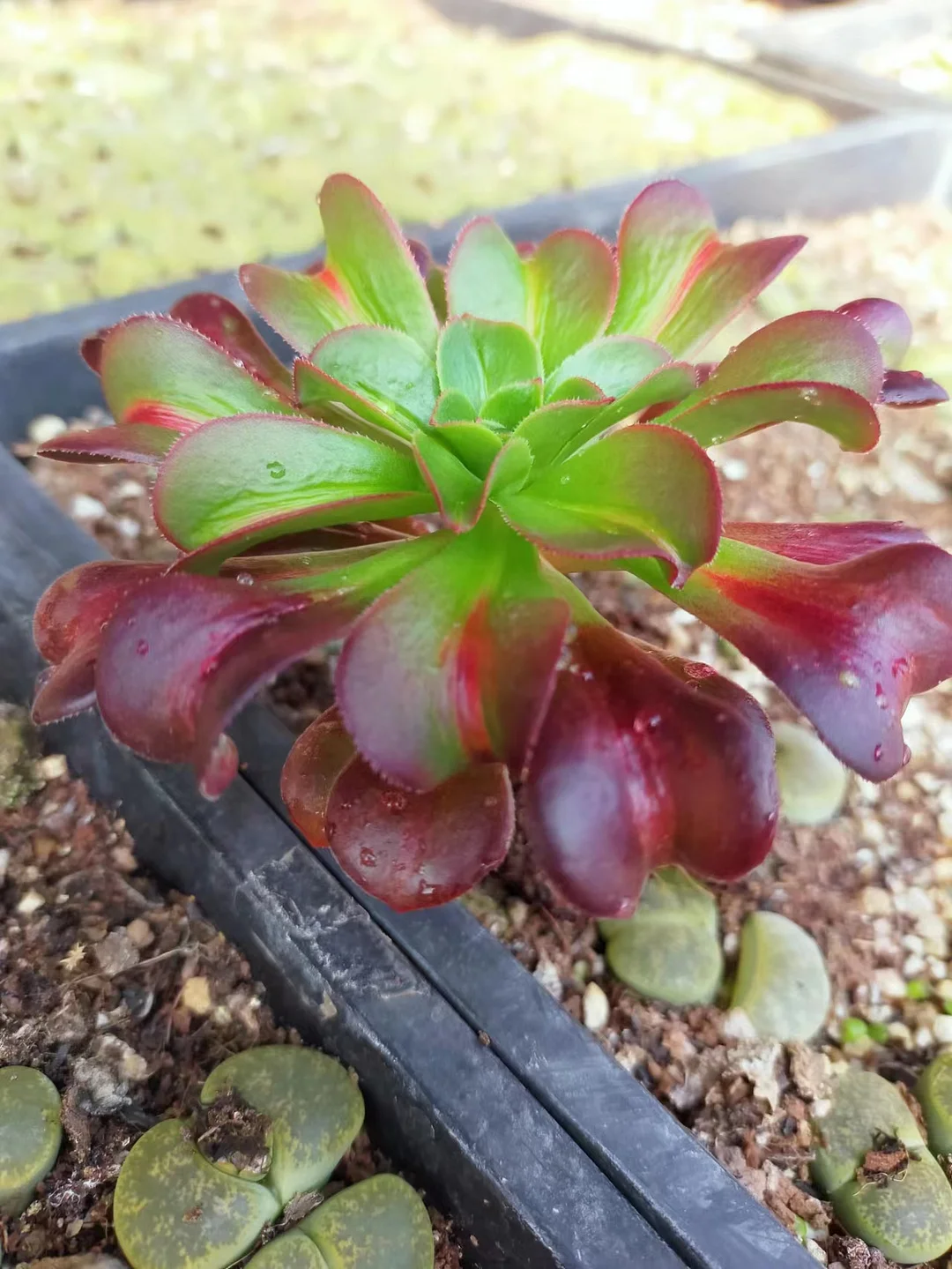 plant Aeonium Echeveria Haworthia  Caudex  Lithops Cactus  Agave 