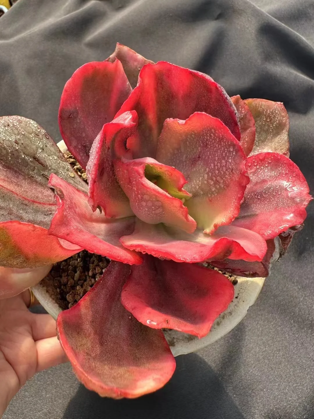 461.Echeveria Flamingo var. Single head 8-10cm/Echeveria /  Succulent plants / Garden landscape / Carefully select healthy plants