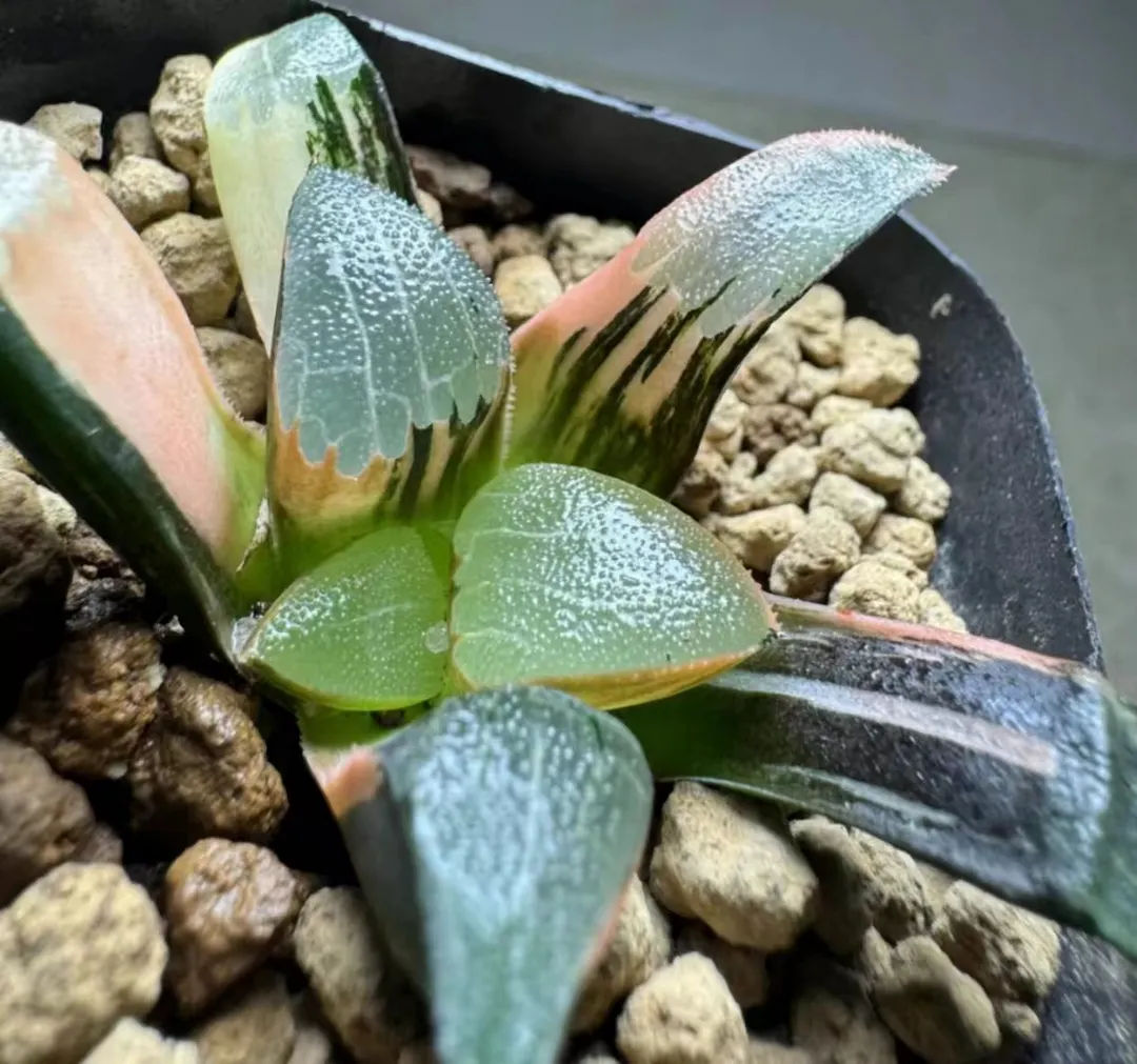 plant Aeonium Echeveria Haworthia  Caudex  Lithops Cactus  Agave 