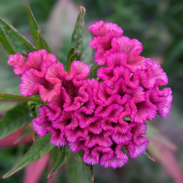Celosia Dwarf Coral Gardens Mix Flower | X 100 Seeds (NOT TO WA)