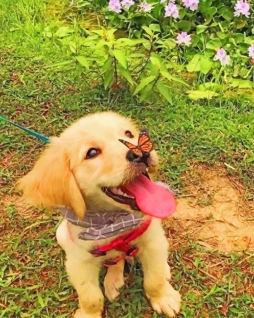

Cute Little Puppy – Paint By Numbers - 40*50CM, 501 Original