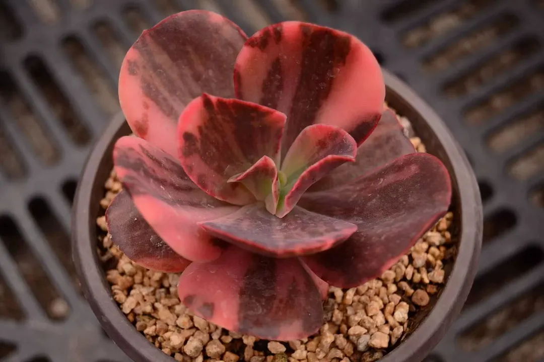 plant Aeonium Echeveria Haworthia  Caudex  Lithops Cactus  Agave 
