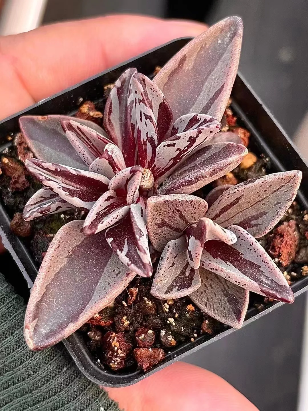 plant Aeonium Echeveria Haworthia  Caudex  Lithops Cactus  Agave 