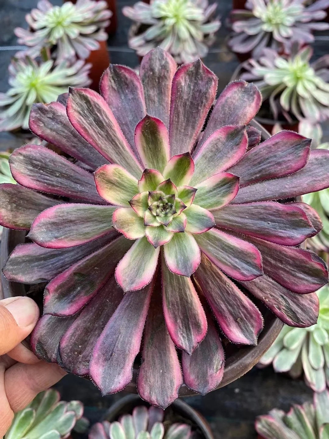 plant Aeonium Echeveria Haworthia  Caudex  Lithops Cactus  Agave 