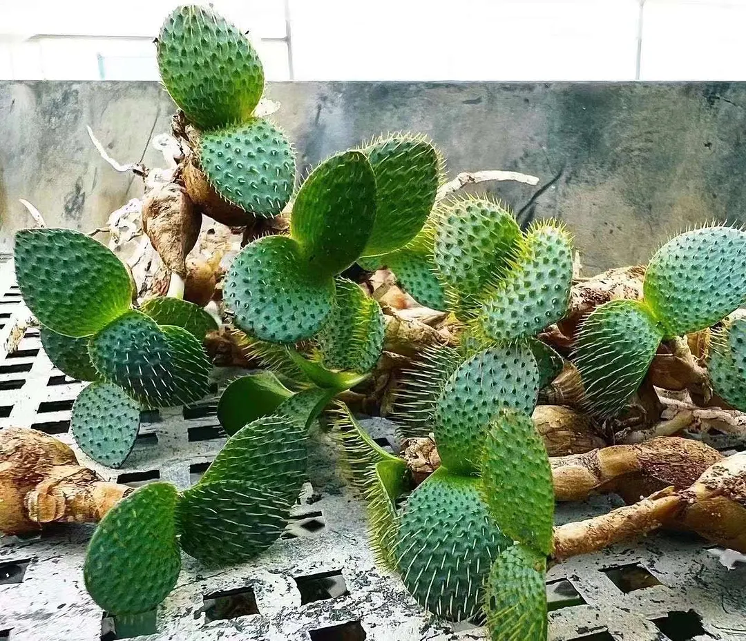 plant Aeonium Echeveria Haworthia  Caudex  Lithops Cactus  Agave 