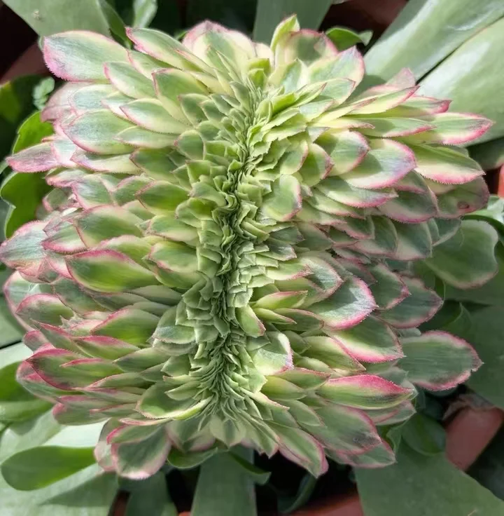 plant Aeonium Echeveria Haworthia  Caudex  Lithops Cactus  Agave 