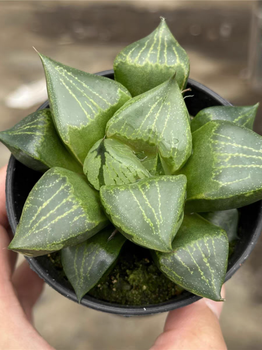 plant Aeonium Echeveria Haworthia  Caudex  Lithops Cactus  Agave 