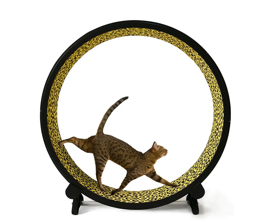 Cat Exercise Wheel