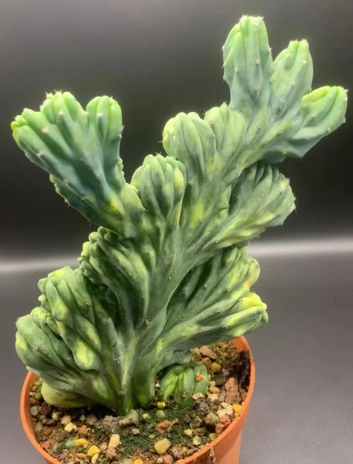 plant Aeonium Echeveria Haworthia  Caudex  Lithops Cactus  Agave 