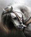 White Dragon Horse | Full Square Diamond Painting Kits