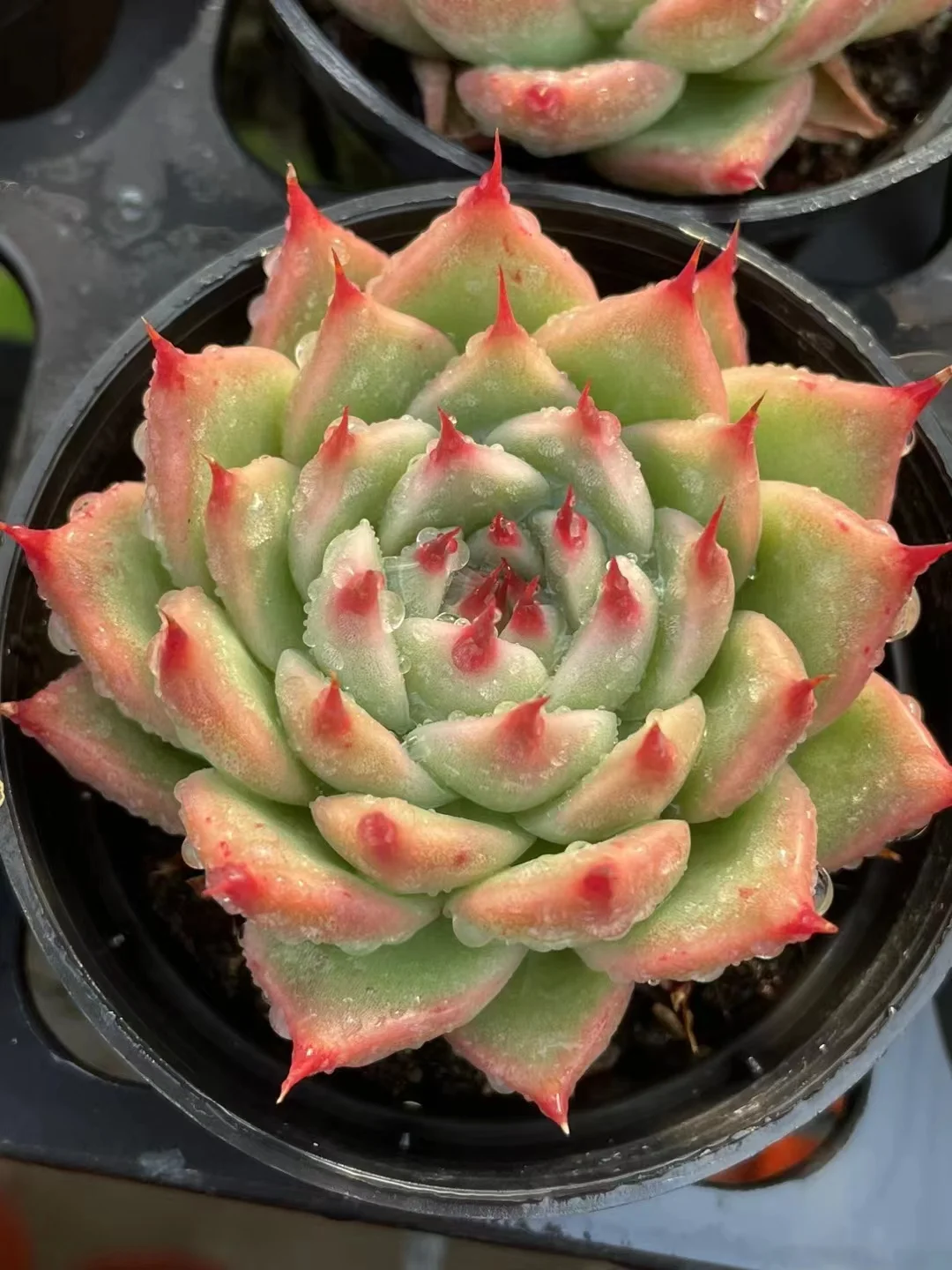 plant Aeonium Echeveria Haworthia  Caudex  Lithops Cactus  Agave 