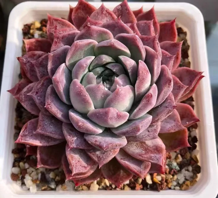 706 .   Poseidon   single head  4-5cm / Echeveria / Succulent plants / Garden landscape / Carefully select healthy plants