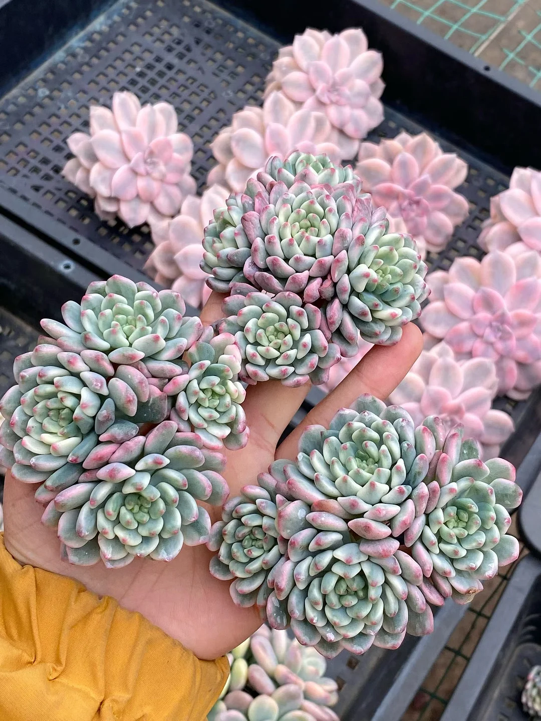 plant Aeonium Echeveria Haworthia  Caudex  Lithops Cactus  Agave 