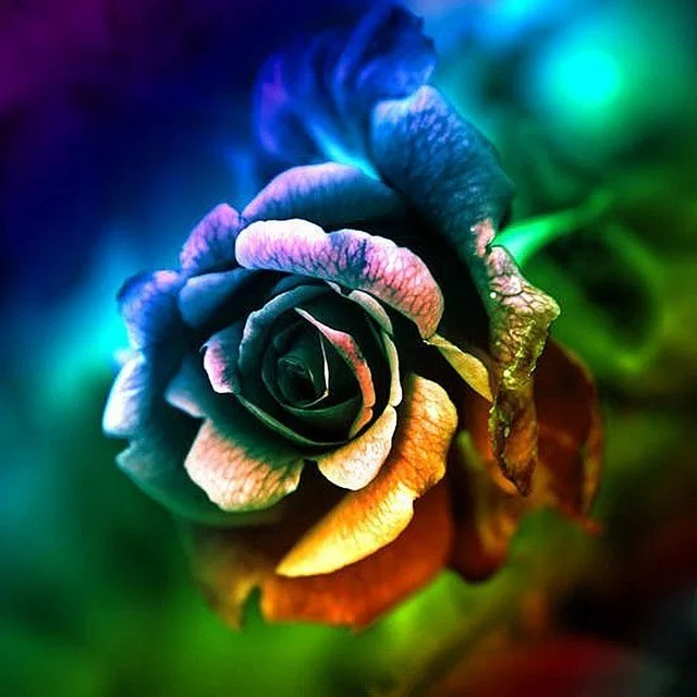 Diamond Painting - Full Round/Square Drill - Colorful Rose(30*30 - 50*50cm)