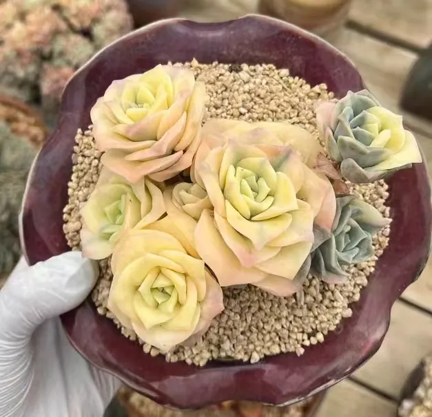 plant Aeonium Echeveria Haworthia  Caudex  Lithops Cactus  Agave 