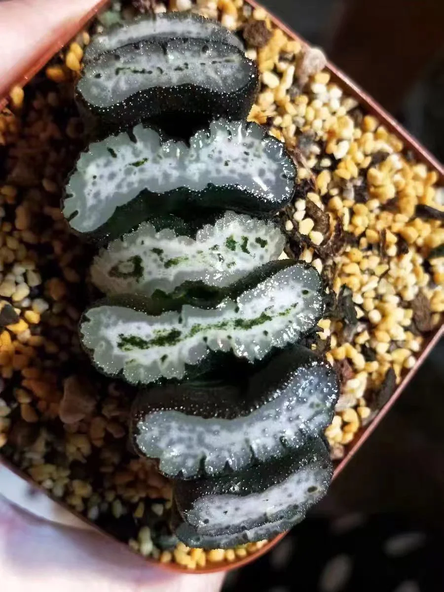 cy36.HAWORTHIA TRUNCATA 'WATER CUBE’ 5-6cm/ Haworthia/ Succulent plants / Garden landscape / Carefully select healthy plants