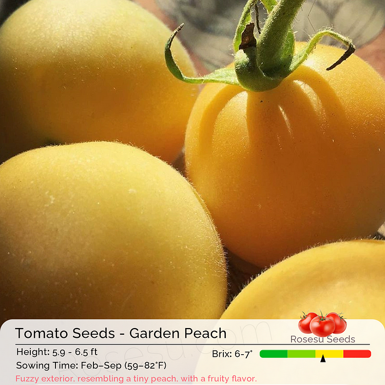 Heirloom Tomato Seeds - Garden Peach