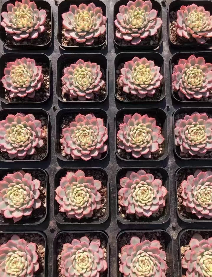 plant Aeonium Echeveria Haworthia  Caudex  Lithops Cactus  Agave 