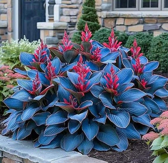 🌈RARE MULTI-COLORED HOSTAS SEEDS