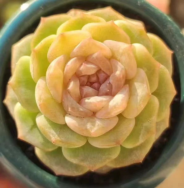 439.Echeveria Roce sugar snow pear. single head / Echeveria / Succulent plants / Garden landscape / Carefully select healthy plants