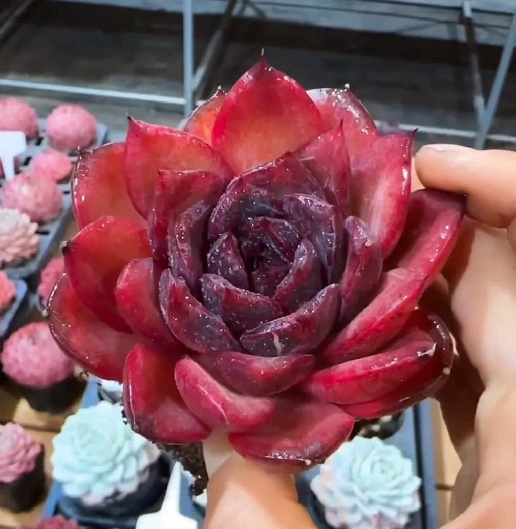 plant Aeonium Echeveria Haworthia  Caudex  Lithops Cactus  Agave 