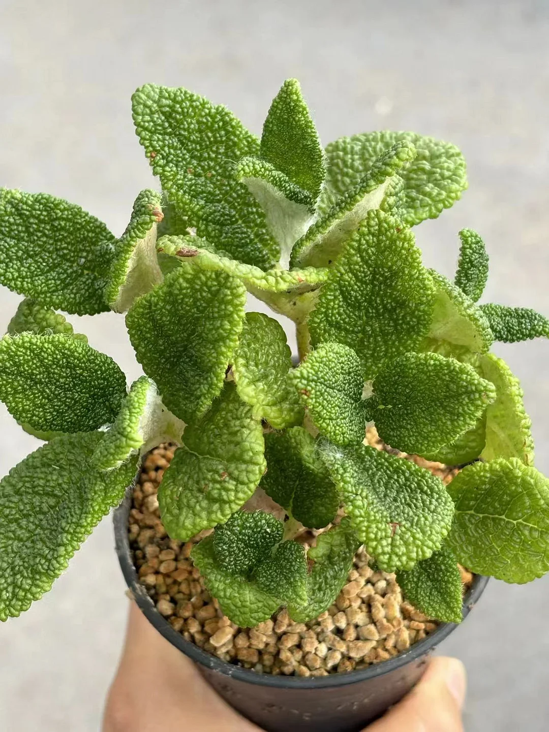 plant Aeonium Echeveria Haworthia  Caudex  Lithops Cactus  Agave 