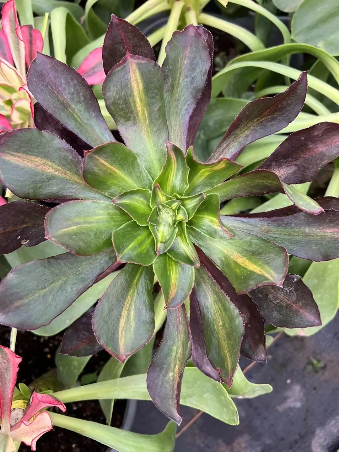 plant Aeonium Echeveria Haworthia  Caudex  Lithops Cactus  Agave 