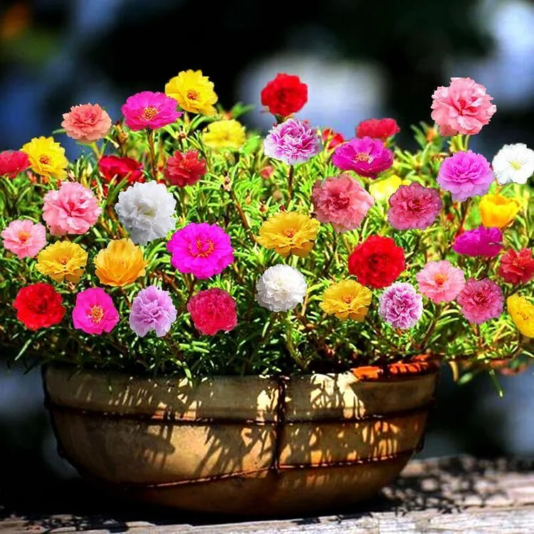 10000 Pcs Muti-color Portulaca Flower Seeds 