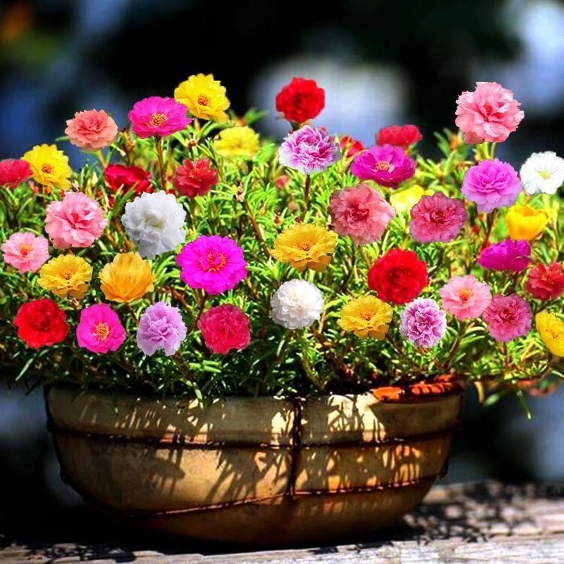 10000-pcs-muti-color-portulaca-flower-seeds