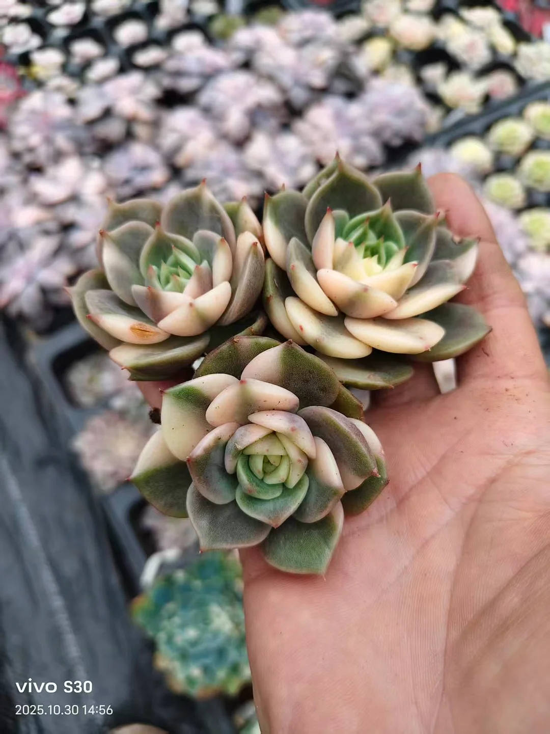 plant Aeonium Echeveria Haworthia  Caudex  Lithops Cactus  Agave 