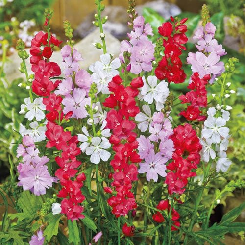 Miniature Hollyhock Mixture