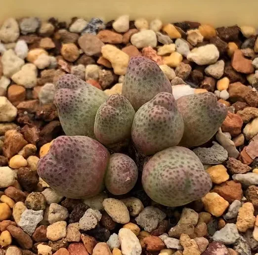 plant Aeonium Echeveria Haworthia  Caudex  Lithops Cactus  Agave 