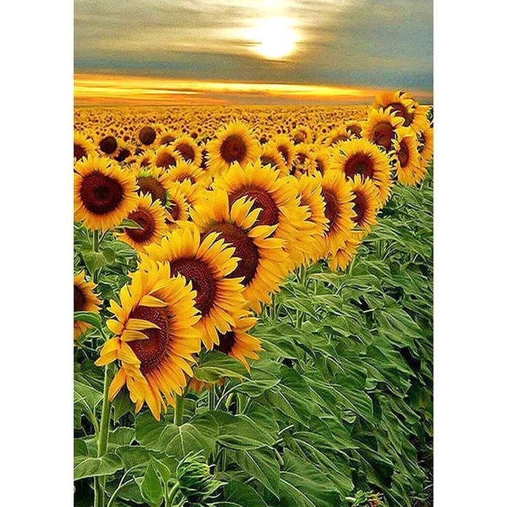 Full Round Diamond Painting Sunflowers Field (40*30cm)