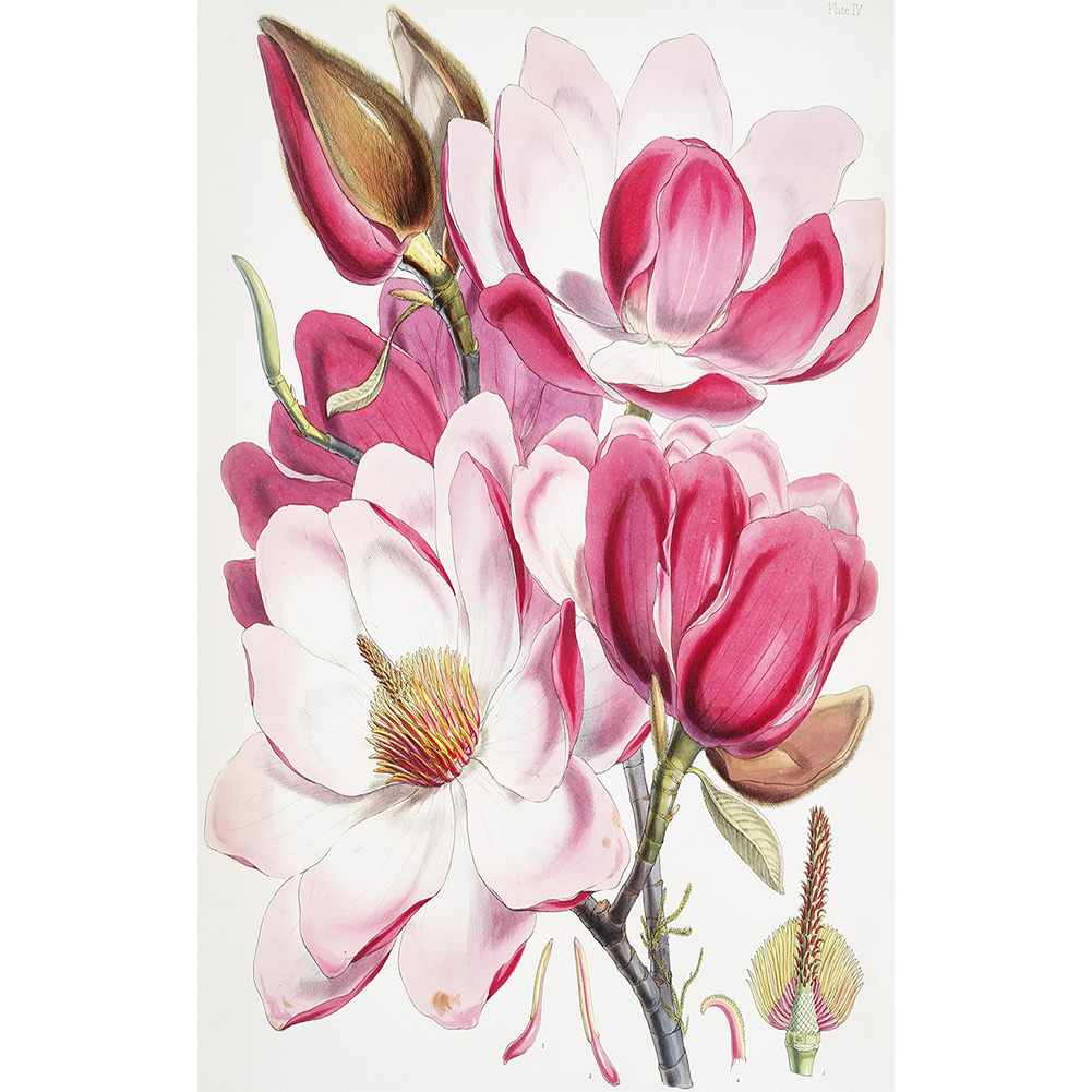 

Flower - Round Drill Diamond Painting - 30*45CM, 501 Original