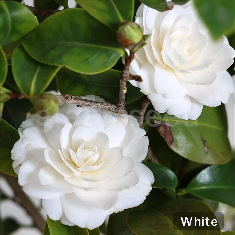 Camellia Flower Seeds &ndash; 8 Romantic Colors, Winter Blooming Beauty
