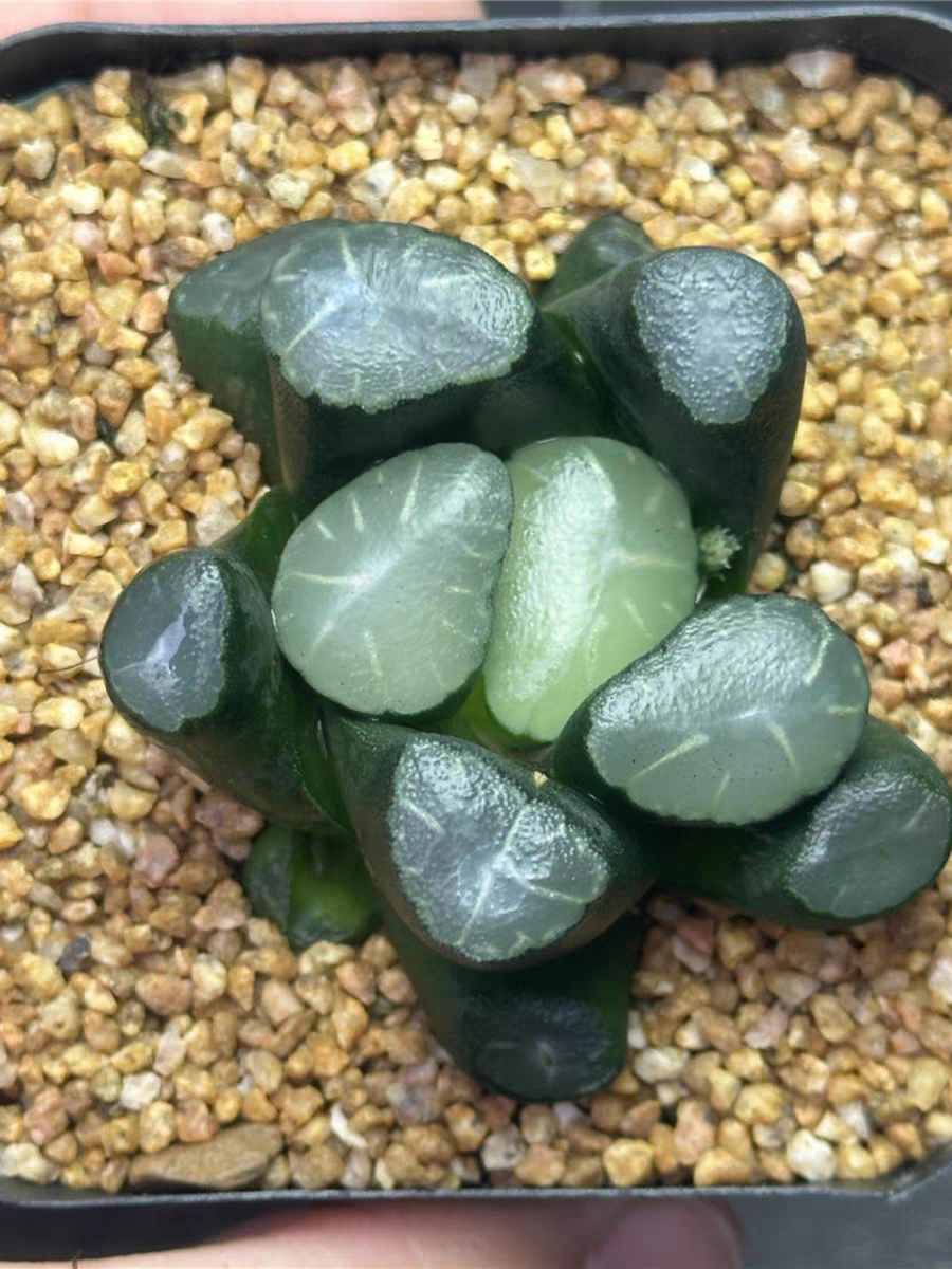 bjbm19.Haworthia truncata var. maughanii (Poelln.) Halda Tian zhao 4-5cm/ Haworthia/ Succulent plants / Garden landscape / Carefully select healthy plants