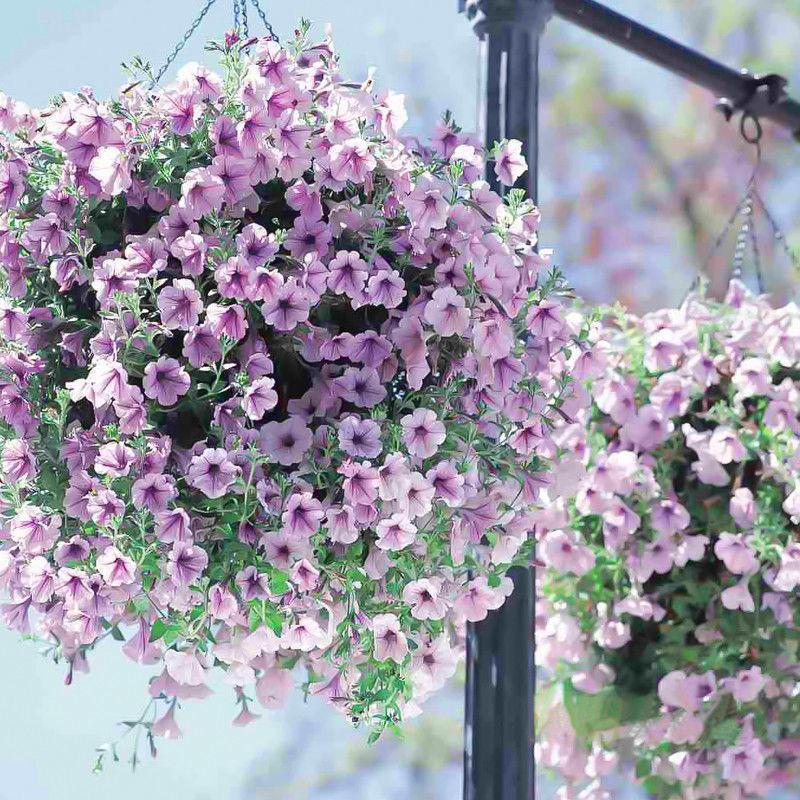 Multi-Colored  Petunia-Chilean Morning Glory Seeds