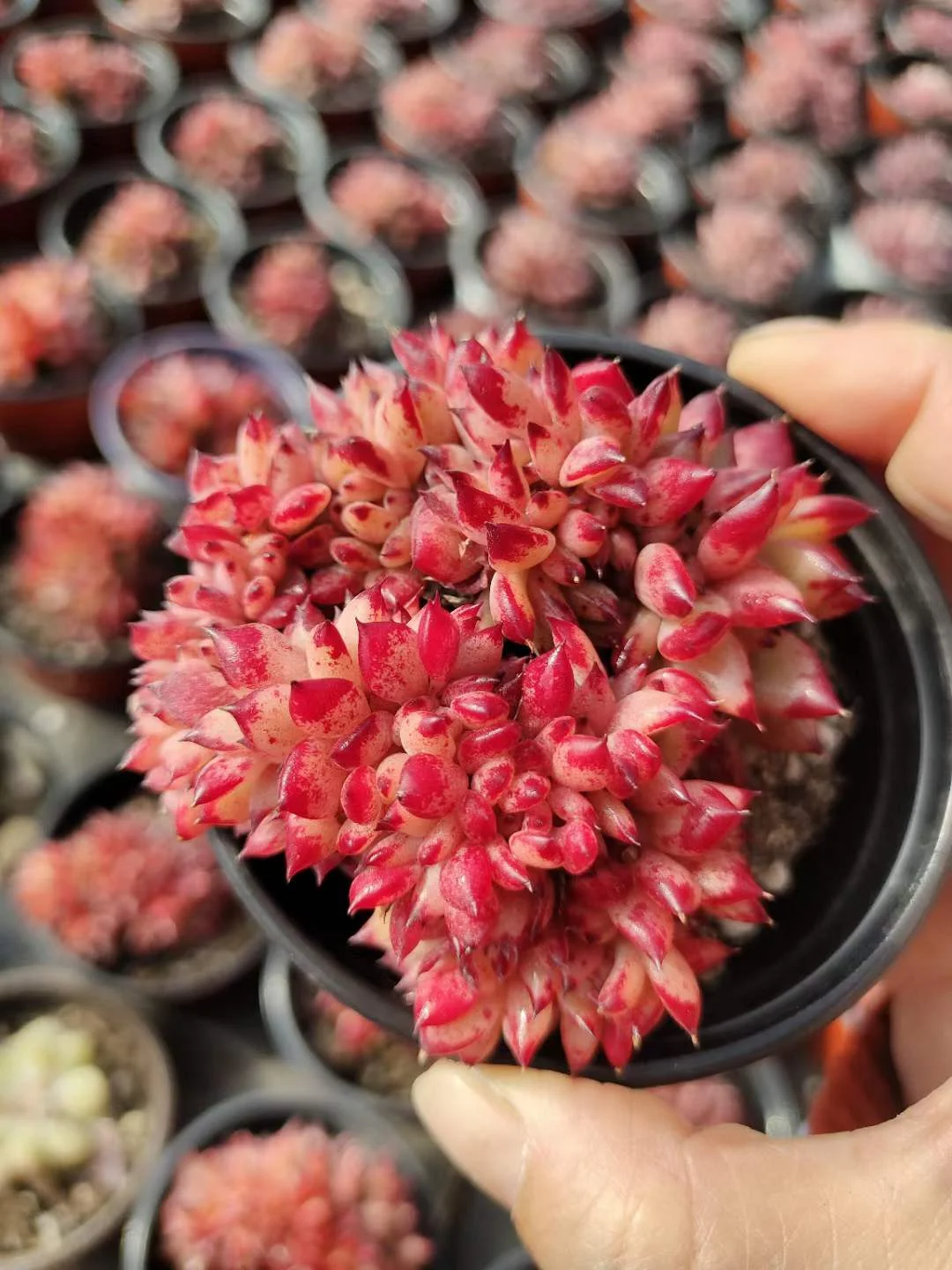 plant Aeonium Echeveria Haworthia  Caudex  Lithops Cactus  Agave 