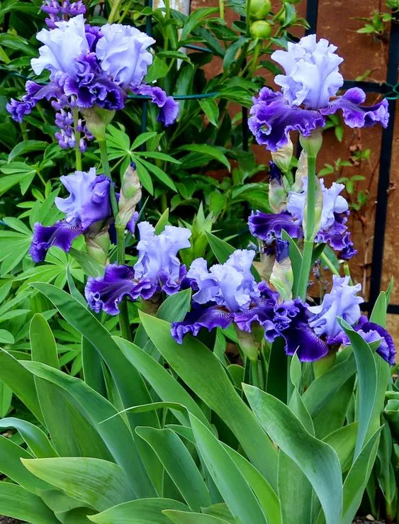 Purple Iris Seeds