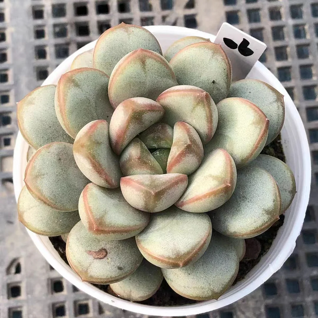 plant Aeonium Echeveria Haworthia  Caudex  Lithops Cactus  Agave 