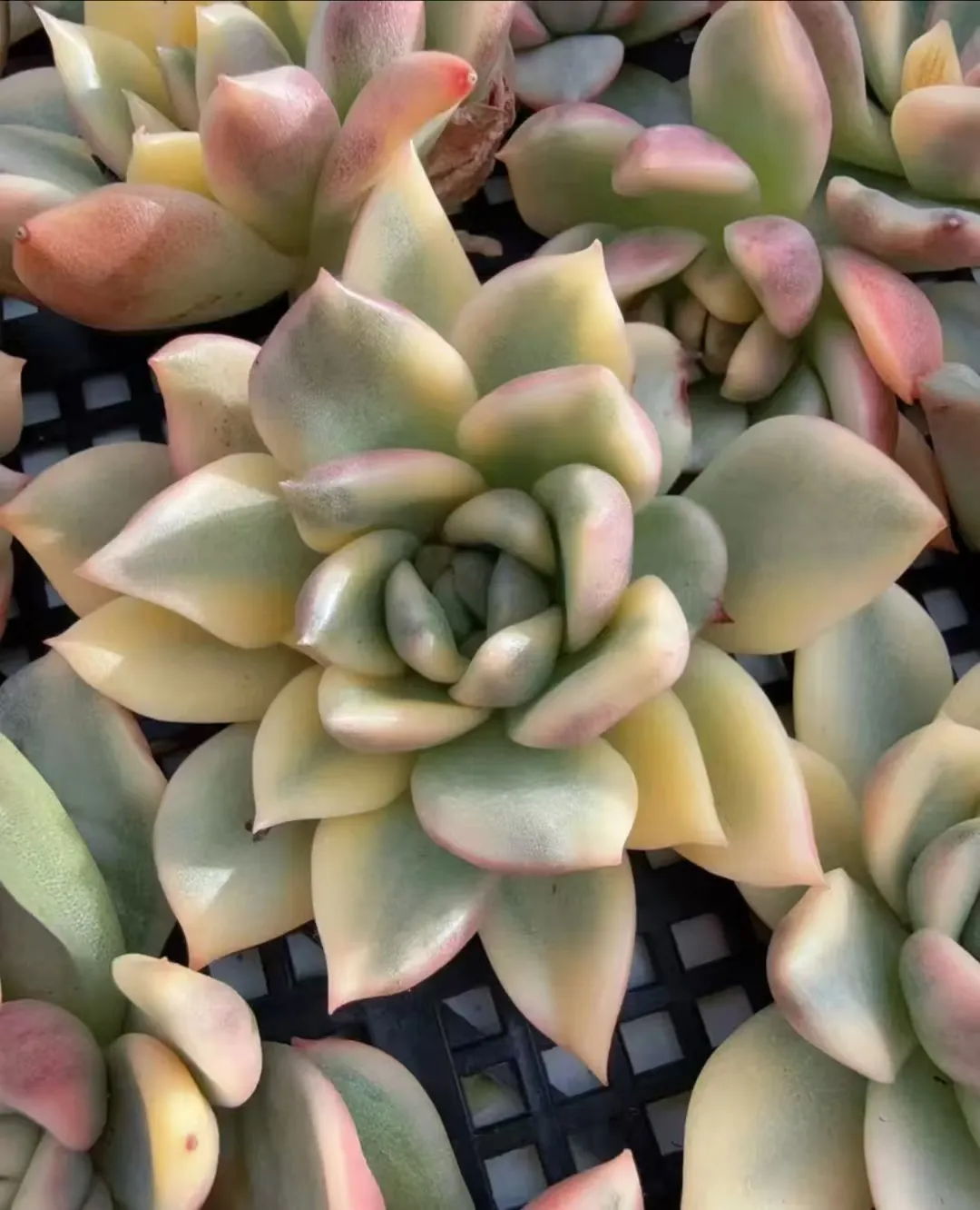 plant Aeonium Echeveria Haworthia  Caudex  Lithops Cactus  Agave 